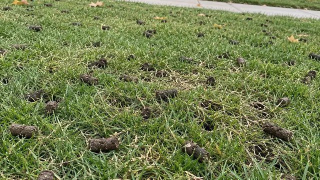 Lawn after core aeration with soil plugs across the grass, ready for overseeding in Ontario