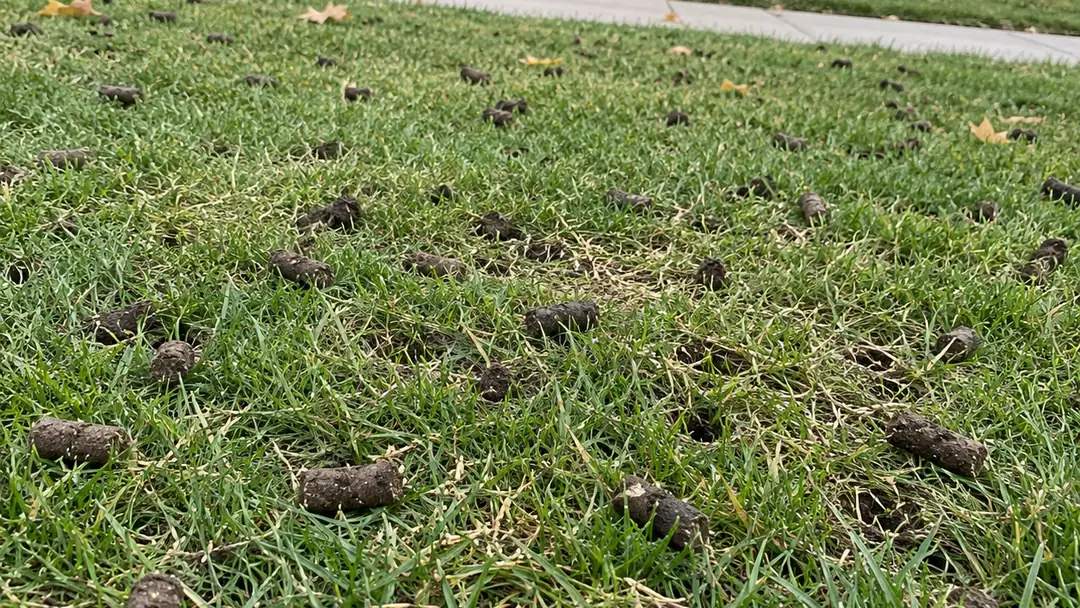 Lawn after core aeration with soil plugs across the grass, aeration and overseeding in Milton